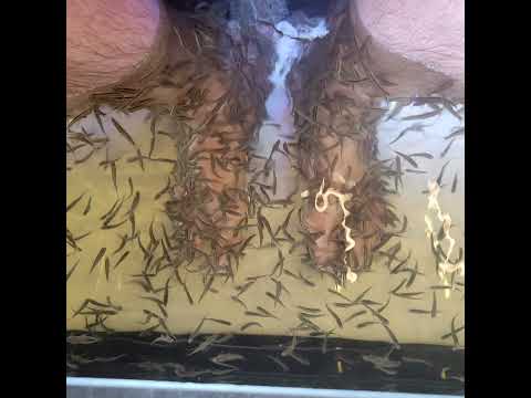 I'm being eaten alive by fish