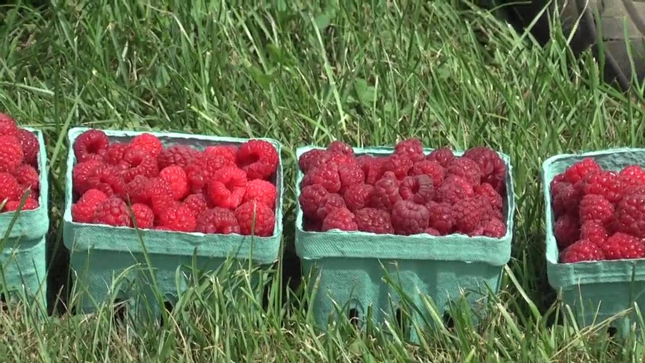 Different Varieties of Raspberries, Part 1