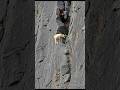 King Climb the mountain #shortvideo #goat #mountains #animals #love