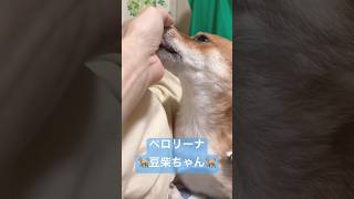 豆柴がペロペロしてる顎の動きに注目 #shibainu #柴犬 #cute #犬のいる暮らし #dog