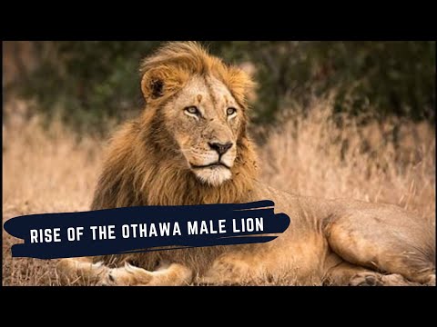OTHAWA MALE LION NGUVU - DOCUMENTARY - SON OF MAJINGILANE MALE LIONS