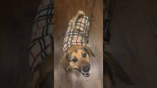 Video preview image #1 Beagle-Unknown Mix Puppy For Sale in Arlington, VA, USA