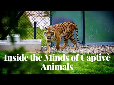 Inside the Minds of Captive Animals | Adapting to Human Caretakers