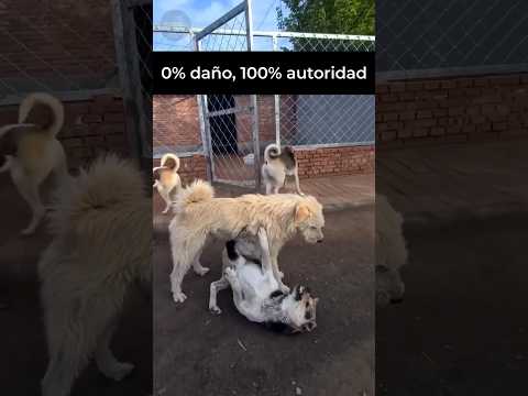 ¡Este perrito pone ORDEN a una pelea!