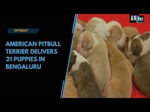 Watch: American pitbull delivers 21 puppies in Bengaluru