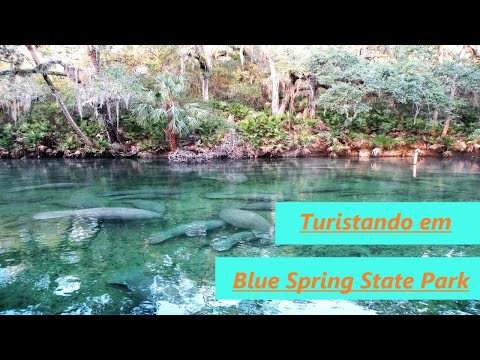 PISCINA NATURAL NA FLORIDA - Blue Spring State Park