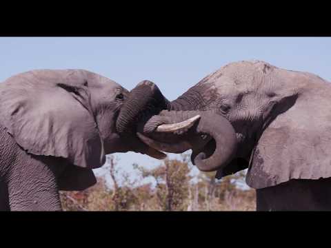 Elephant's greeting at Hyena Pan Camp in the Khwai Private Reserve, Botswana.