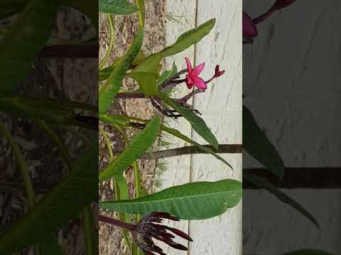 Frangipani - new flower coming along