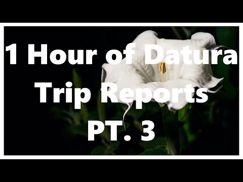 1 Hour of Datura Trip Reports Part 3