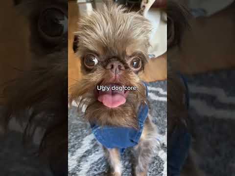 Ugly Dog - Tilt