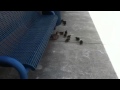 Ducks At The School