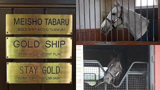 【総帥の悲願】ゴールドシップの隣に名前を刻め　日高の夢をかなえるメイショウタバル