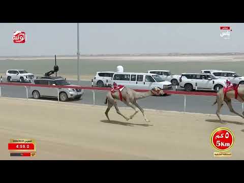 ش 1 بندقية الزمول المفتوح (نهاب) لـ هجن الرئاسة 12:24:76 ، ختامي الوثبة 2026/05/20