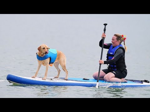 Video Thumbnail: Margo the whippet wins UK Dog Surf Championships