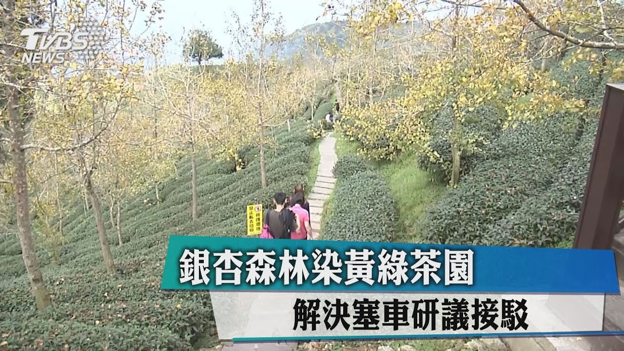 銀杏森林染黃綠茶園 解決塞車研議接駁