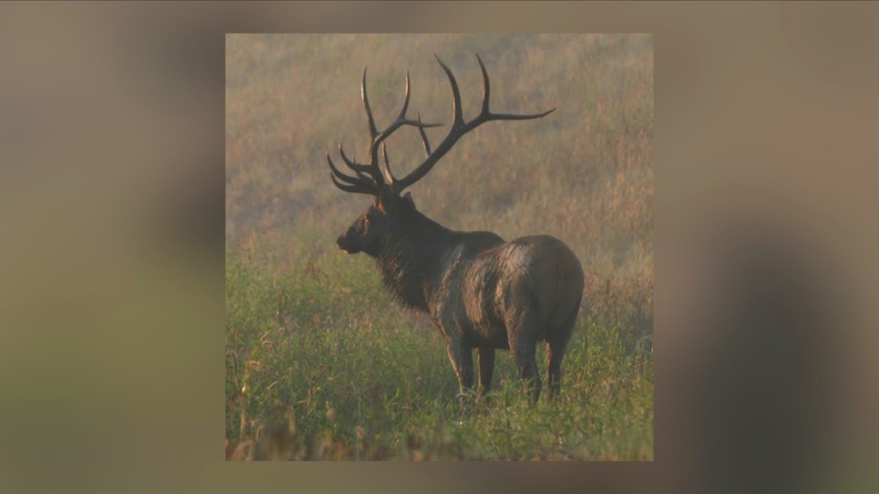 Outdoors Bound: New & Notes - Elk, Hellbenders, Blue Cats