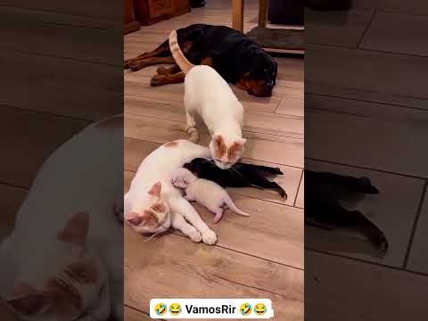 Gente quem fez filhos tem criar não tem essa coisa fez filho pra deixar pro outros criar pra você.