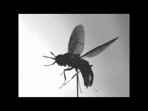 TRELLION X JAM BAXTER X GRIMM DOZA X CULT OF THE DAMMED TYPE BEAT   "INSECT"