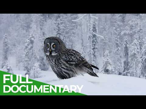 Untamed Lapland: Where Nature Rules the North