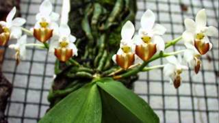 preview picture of video 'Phalaenopsis lobbii Rchob. f (Lan hồ điệp rừng Việt Nam)'