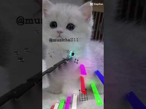 cat #funny #funnypictures #cat #comedy