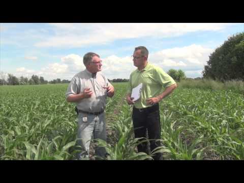 Corn School - Split Applying Nitrogen for Maximum Benefit