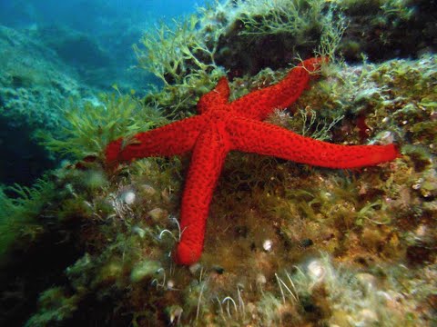 Echinoderms