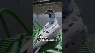 Download lagu #aksi merpati kentong terjun bebas mp3