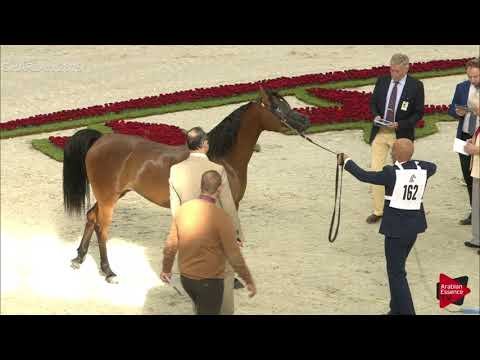 N 162 AJADORE   Sharjah International 2019