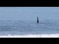 Seltenes Naturschauspiel: Killerwal greift Haie an ...