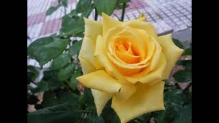 Flores de la primavera del 2012 en Torrejón