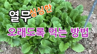 싱싱한 열무 오래도록 먹는방법
