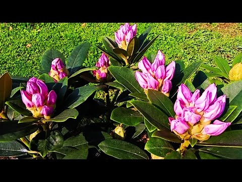 Rhododendron Ponticum