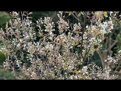 Zauberhafte Felsenbirne im Frühling