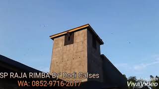 Download lagu Suara walet respon mantappp, SP RAJA RIMBA By' Dodi Calses mp3 Download lagu Suara walet respon mantappp, SP RAJA RIMBA By' Dodi Calses mp3