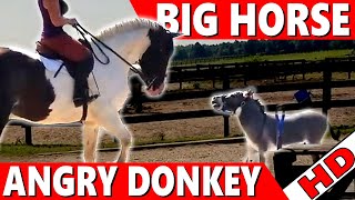 Big Horse vs Little Donkey