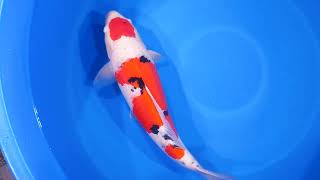 video van Maruten Sanke SA-V24-10335