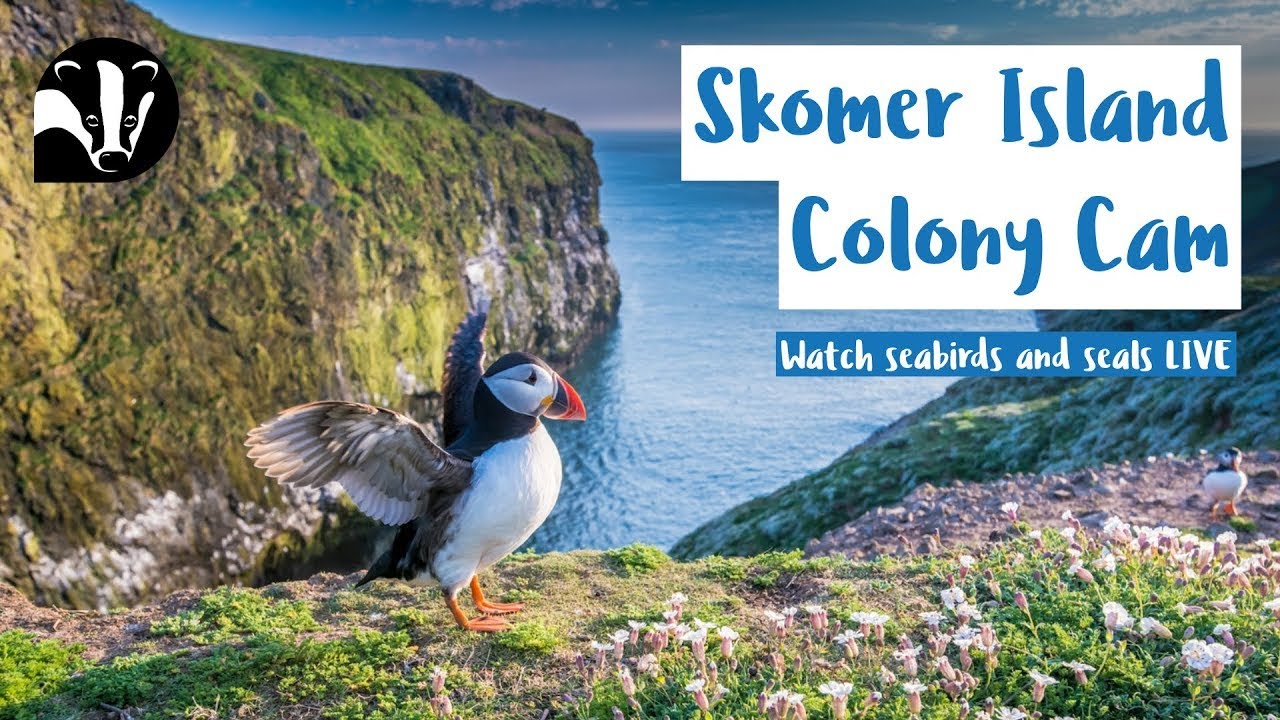 Live webcam view of Puffin Colony on Skomer Island