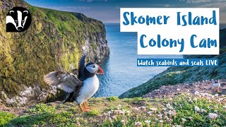 Puffin Colony Cam - Skomer Island Livestream live webcam