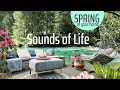 Spring Ambience No Music CALMING Nature Sounds With Birds Singing