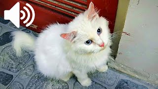 Download lagu FEMALE CAT CALLING MALE CAT - CONFUSE YOUR CAT mp3