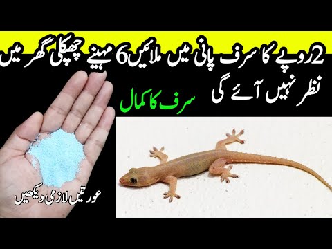 Chipkali bhagane ka tarika | Chipkali marne ka tarika | Quick Lizard killer Spray. get rid of lizard