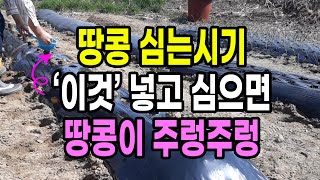 땅콩 심는시기 '이것' 넣고 심으면 땅콩이 주렁주렁