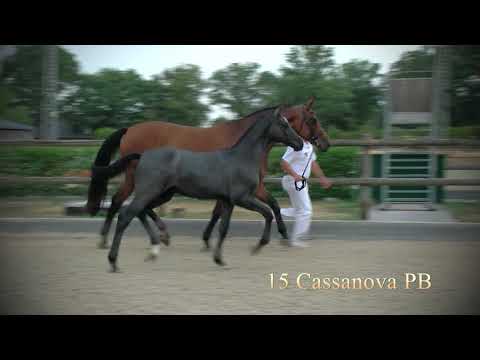 15  Cassanova PB (Cornet Obolensky x Quaprice Z), hengst/colt, 1-4-2018, schimmel, Zangersheide