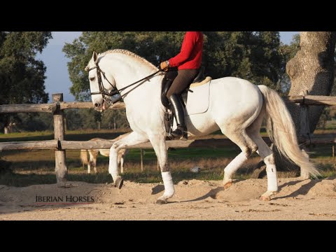 SOLD TO GERMANY - LUSITANO PASSAGE PIAFFE - PIRO FREE