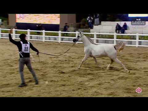 N.88 AJMAL QUNOOT - Kuwait International Egyptian Event 2023 - Fillies 2 Years Old (Class 3D)