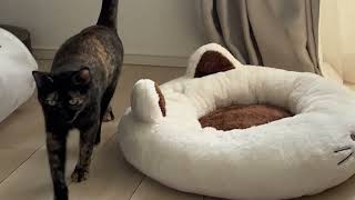 【可愛い甘えん坊猫】今日の疲れを癒す動画。さくさく＆ふみふみを集めてみた。#さび猫 #猫 #cat #viral #tortoiseshellcat