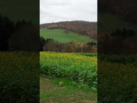 Meine Heimat in Winzenburg.