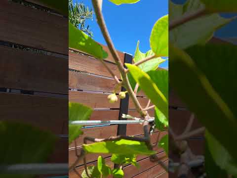 Rocha Uruguay, fruit trees update