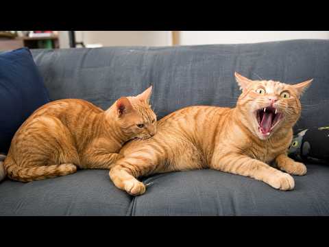 POV: Your Cat Has Officially Stopped Working 😂 | Funny Cat Moments 🐾